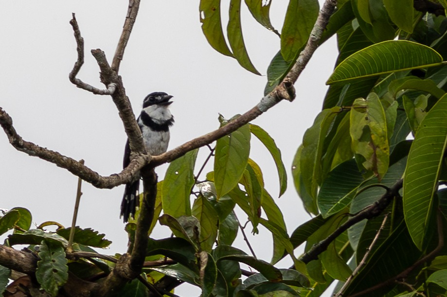 Pied Puffbird - ML641140212
