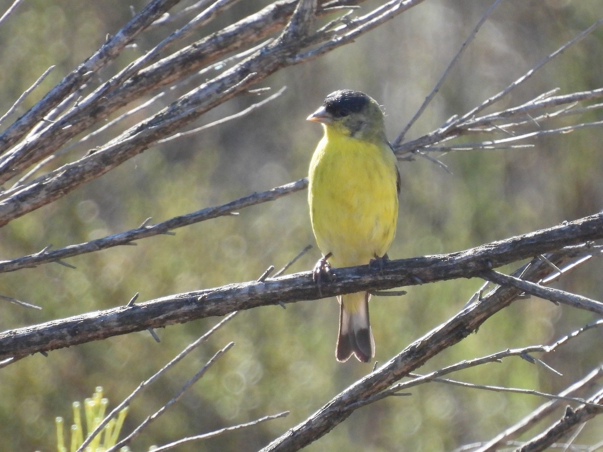 Lesser Goldfinch - ML641140224