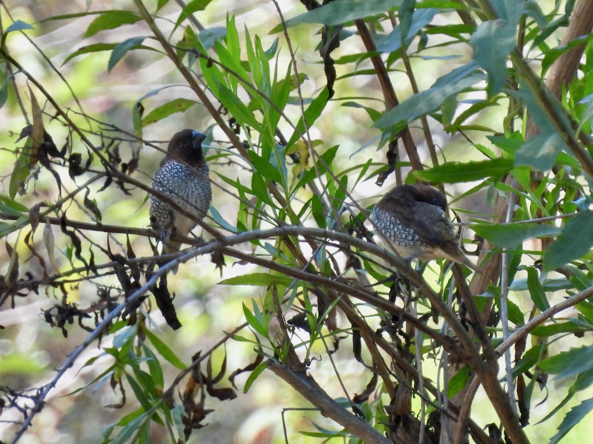 Scaly-breasted Munia - ML641140227