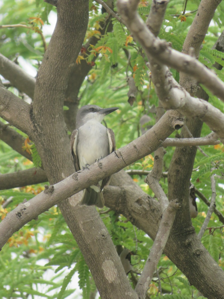 Gray Kingbird - ML641140228