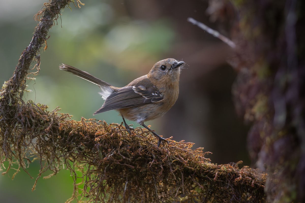Kauai Elepaio - ML641140235