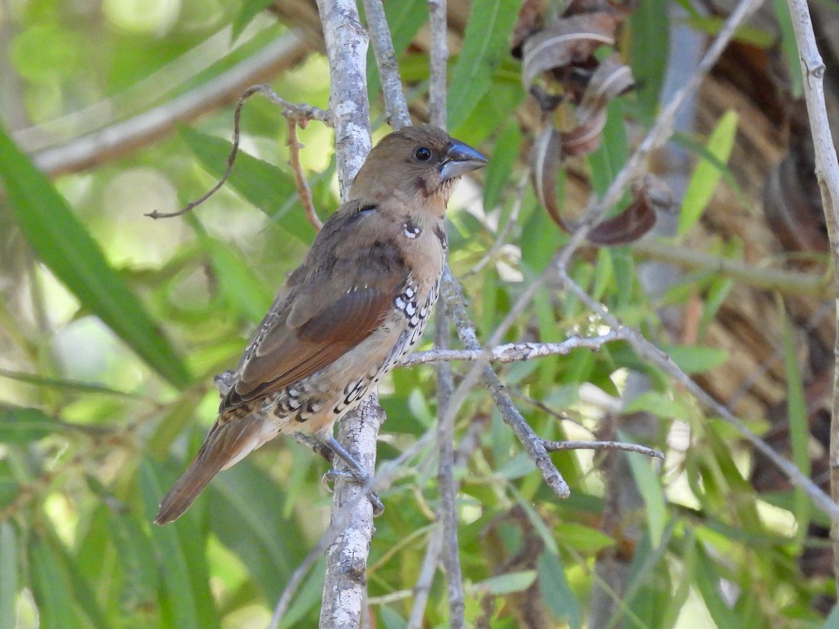 Scaly-breasted Munia - ML641140252