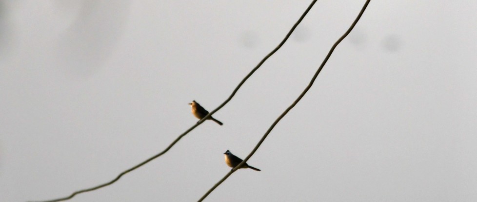 Siamese Pied Starling - ML641140260