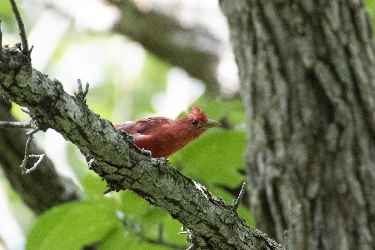 Summer Tanager - ML641140267