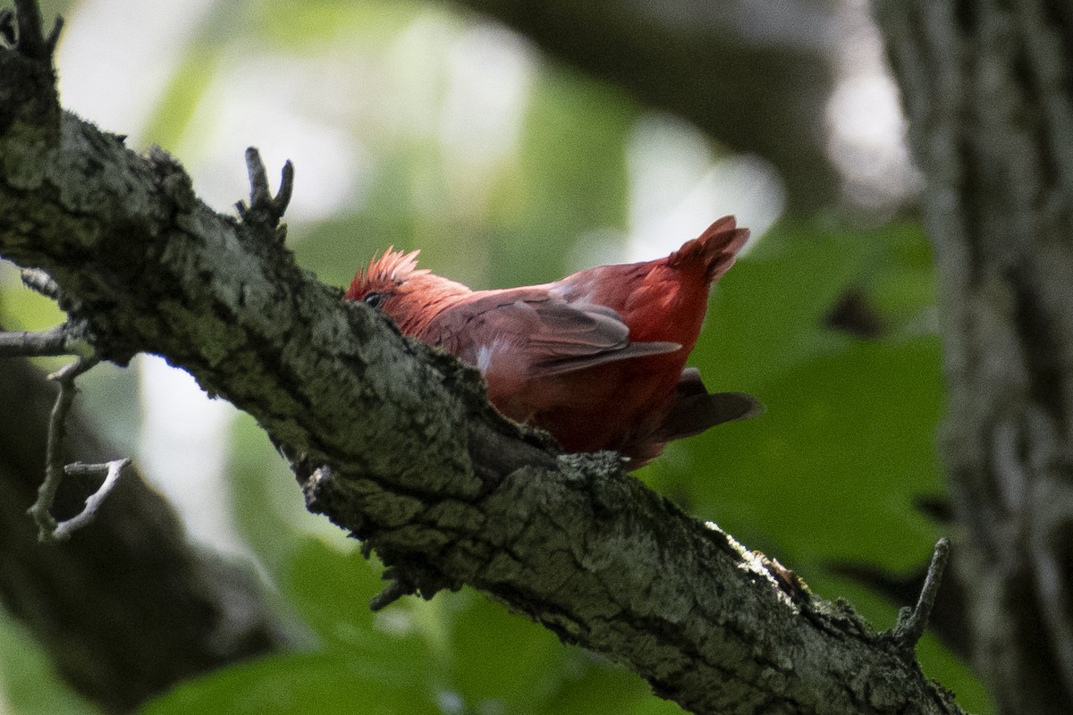Summer Tanager - ML641140268