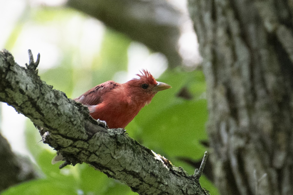 Summer Tanager - ML641140269