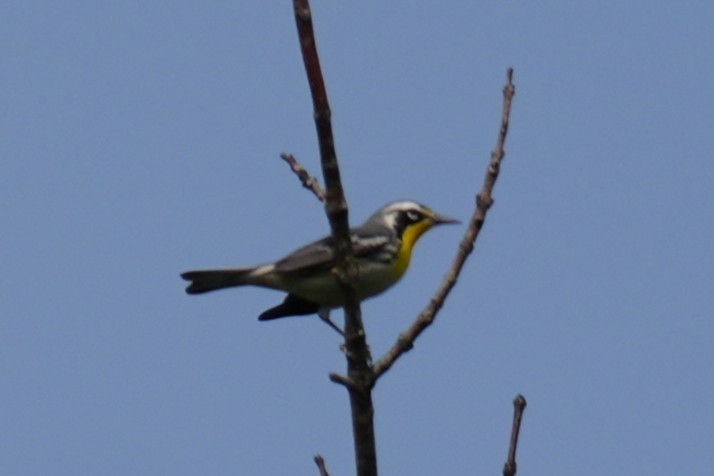 gulstrupeparula - ML641140271
