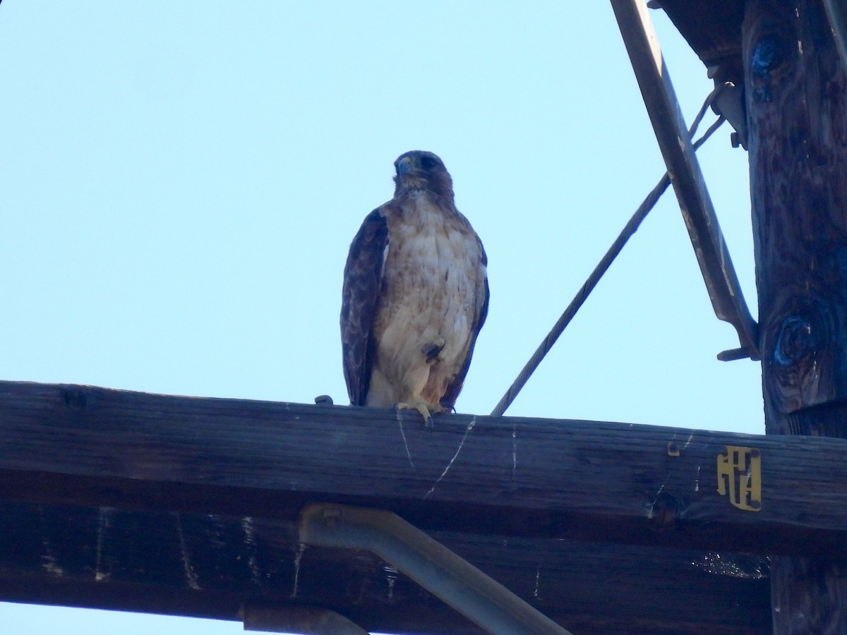 Red-tailed Hawk - ML641140273