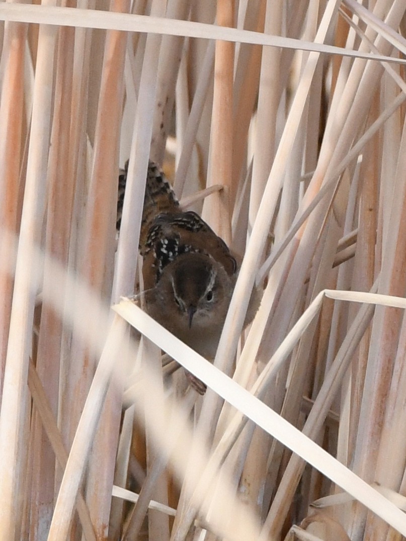 Marsh Wren - ML641140276