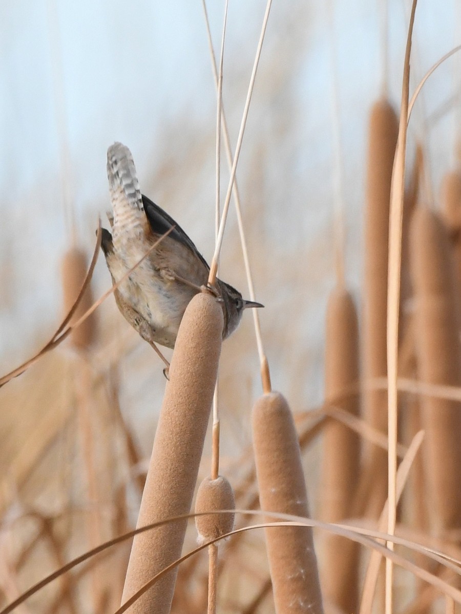 Marsh Wren - ML641140277