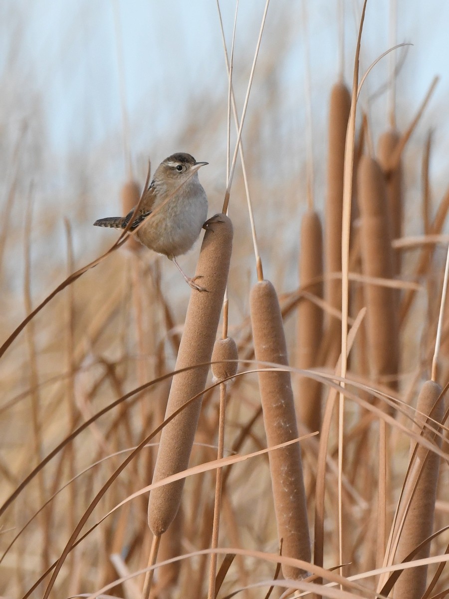 Marsh Wren - ML641140278