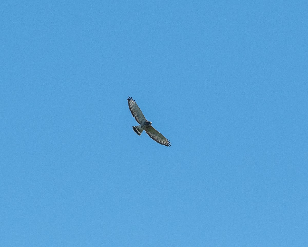 Broad-winged Hawk - ML641140283