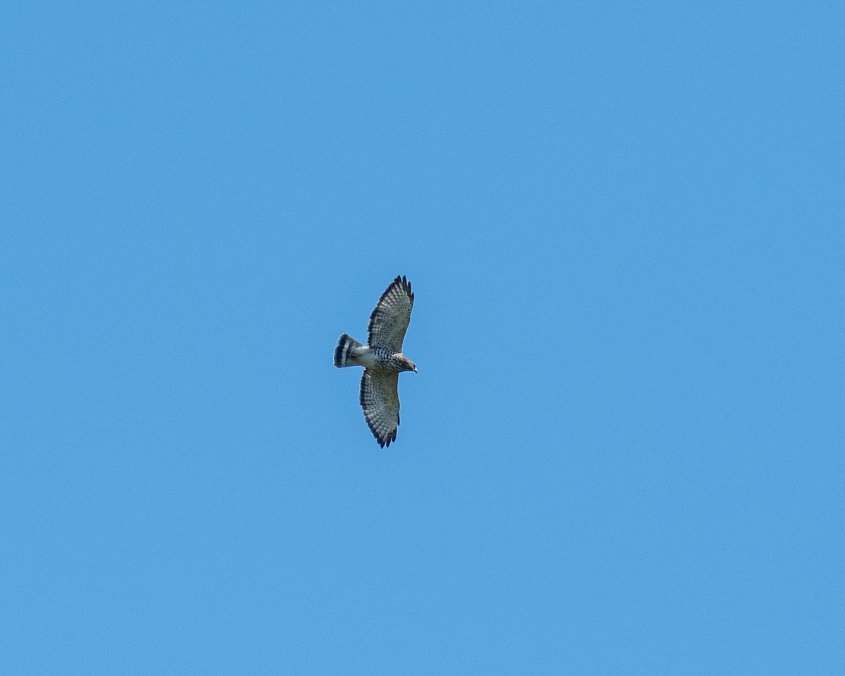 Broad-winged Hawk - ML641140284