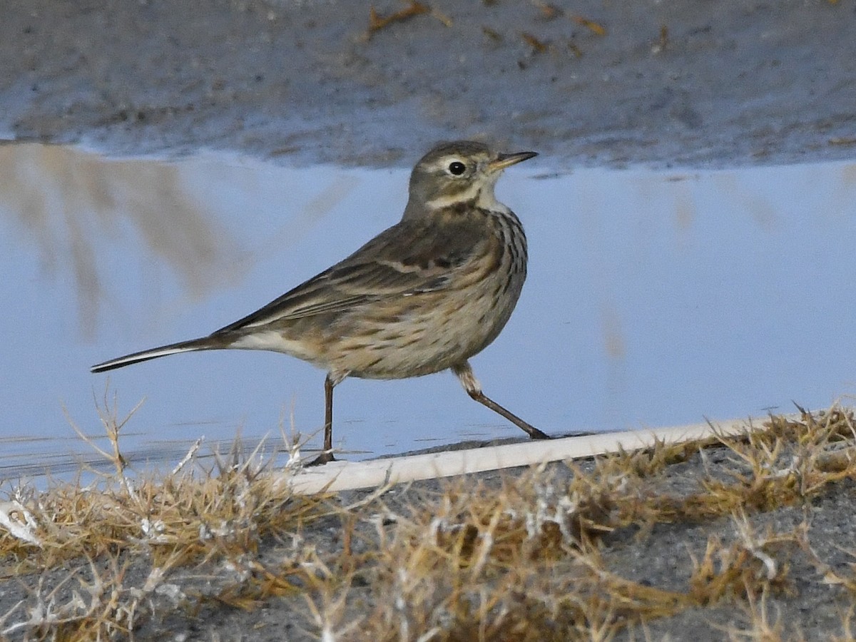 American Pipit - ML641140286