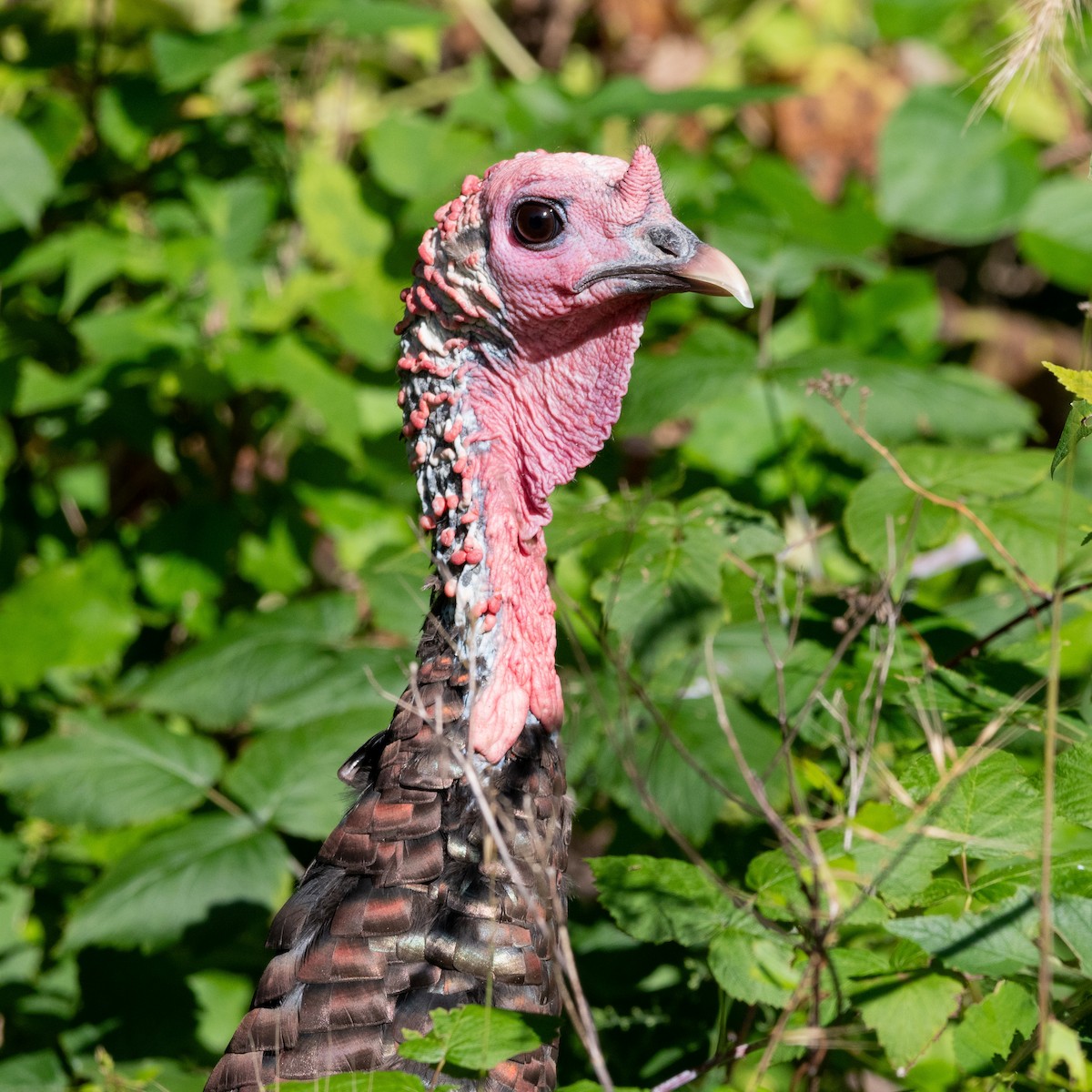 Wild Turkey - ML641140299