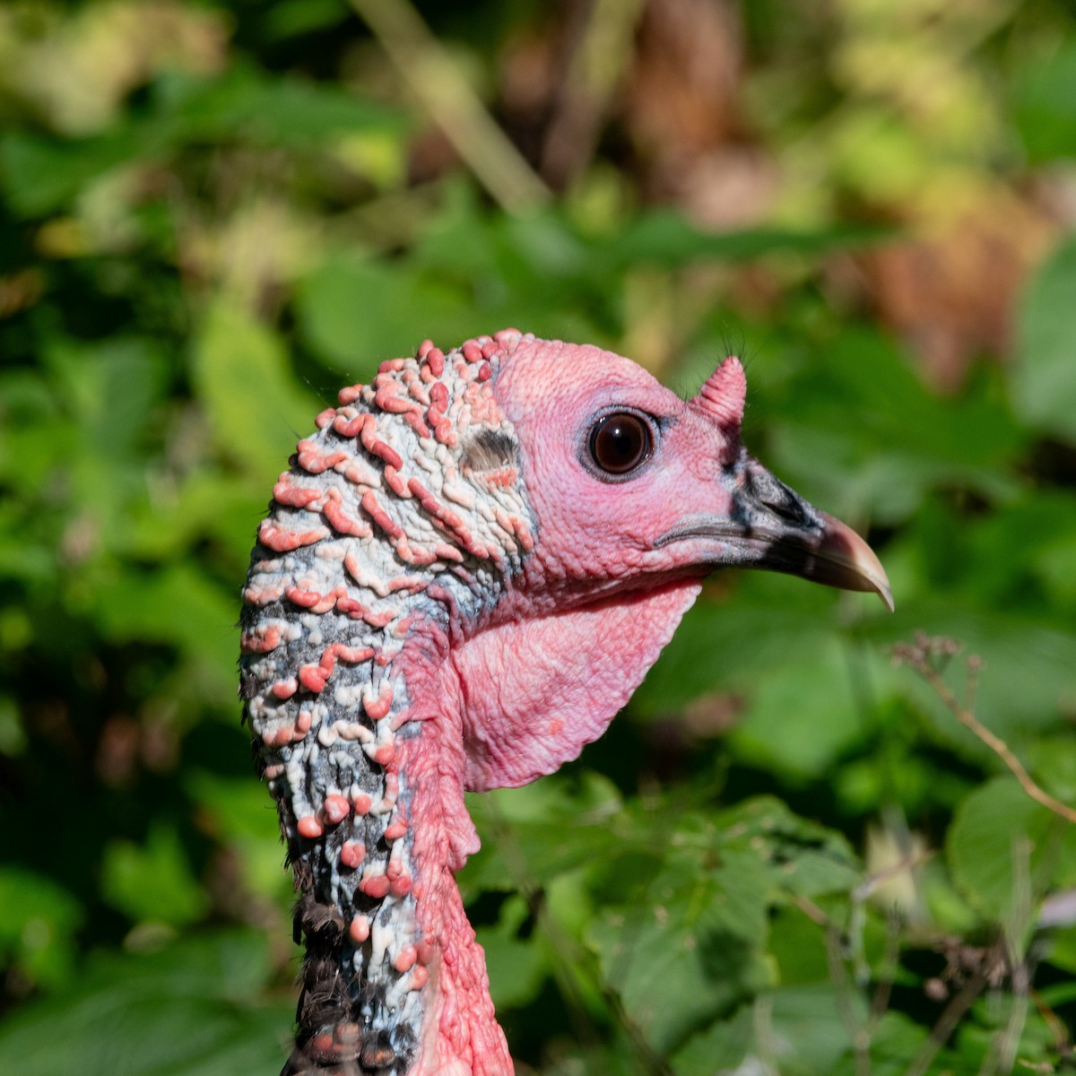 Wild Turkey - ML641140300