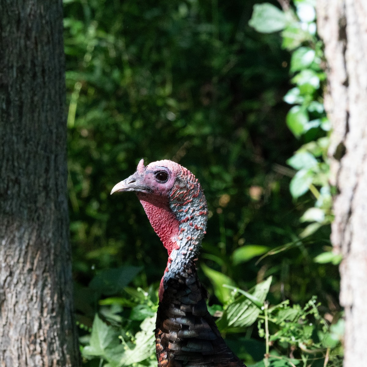 Wild Turkey - ML641140301