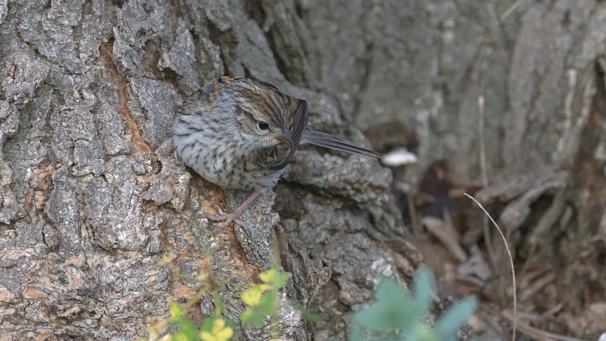 Chipping Sparrow - ML641140302