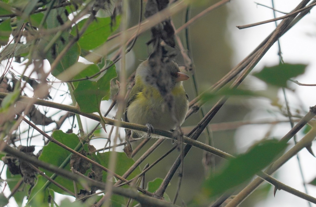 rustbrynvireo - ML641140304