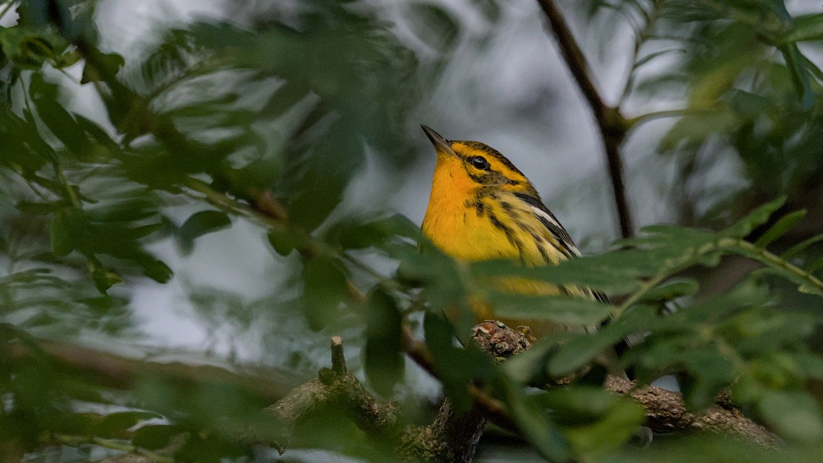 Blackburnian Warbler - ML641140306