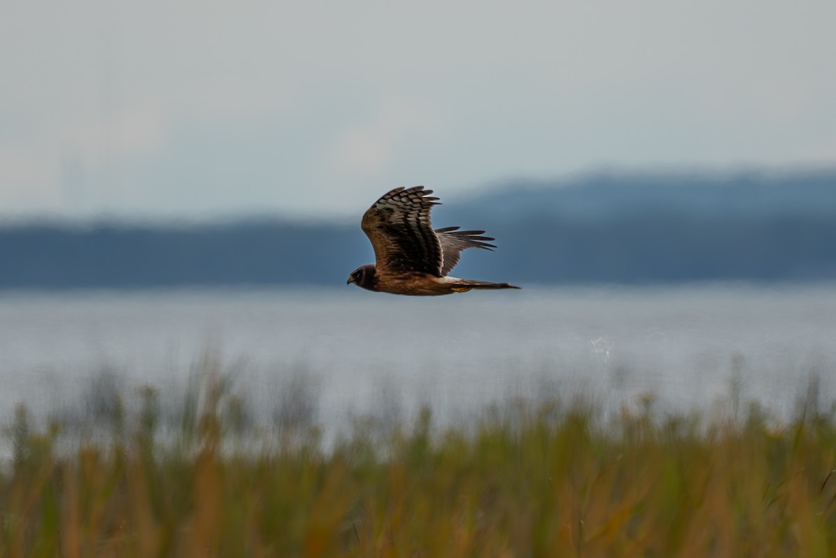 Northern Harrier - ML641140344