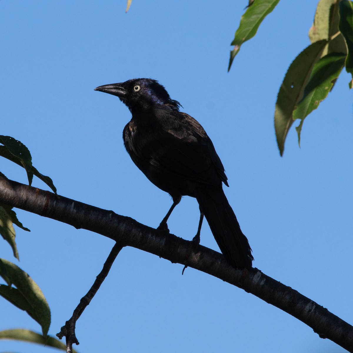 Common Grackle - ML641140364