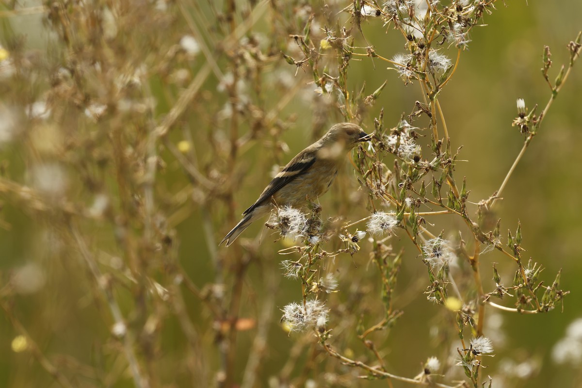 American Goldfinch - ML641140382