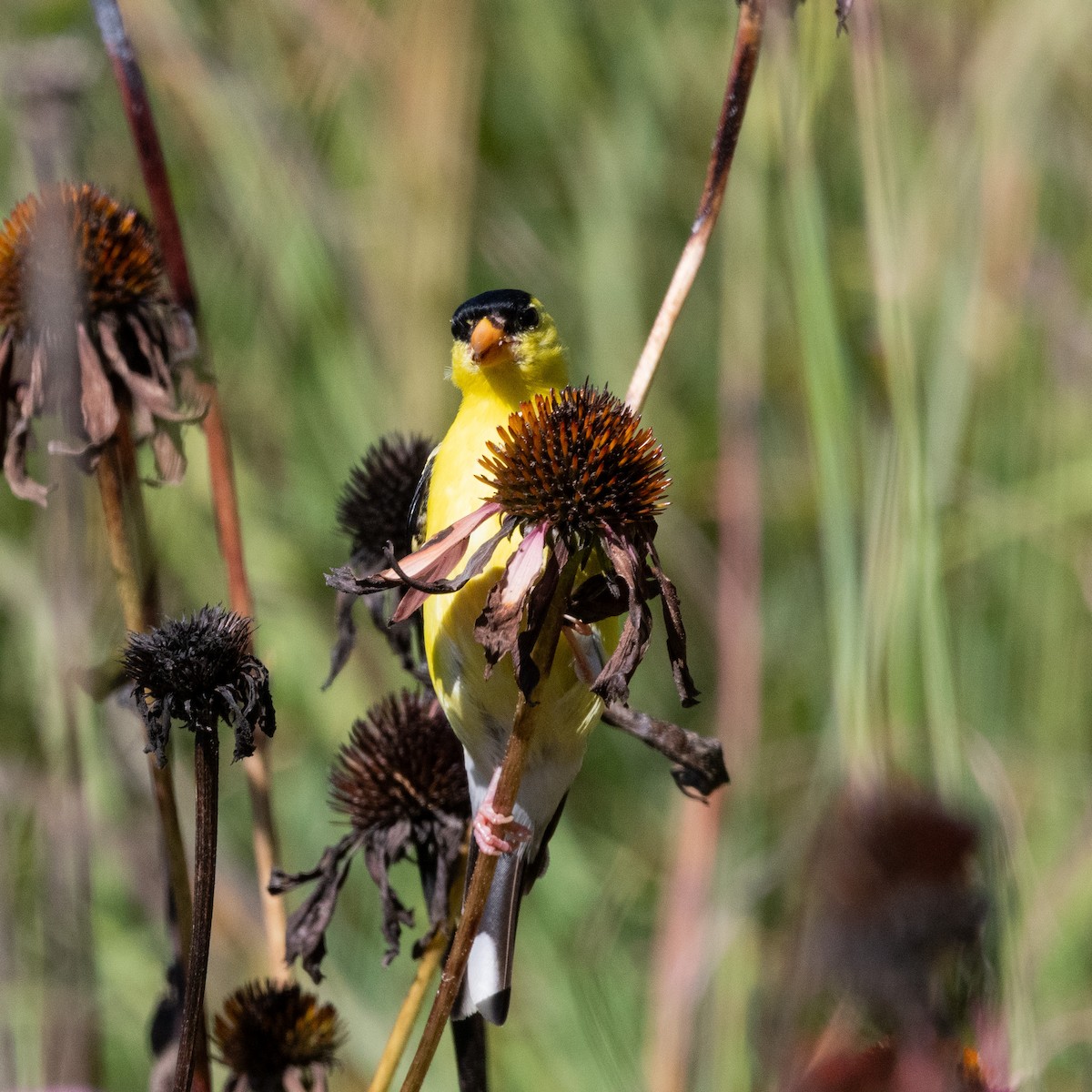 American Goldfinch - ML641140395