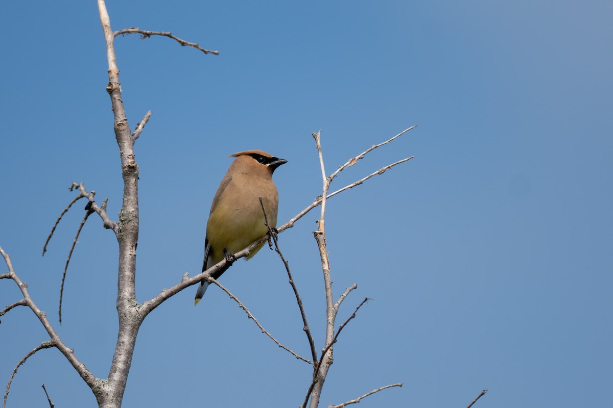Cedar Waxwing - ML641140405