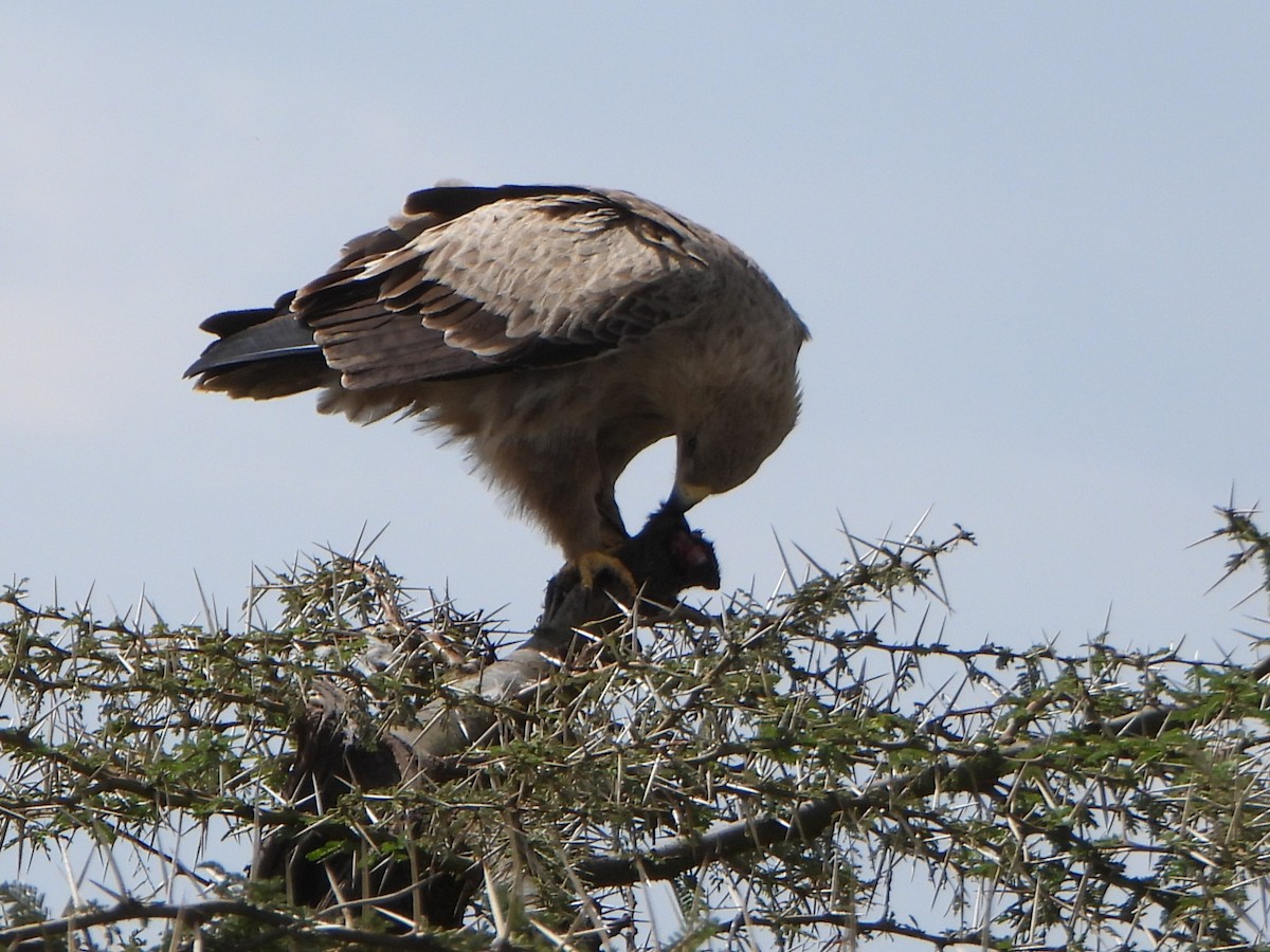 Tawny Eagle - ML641140429