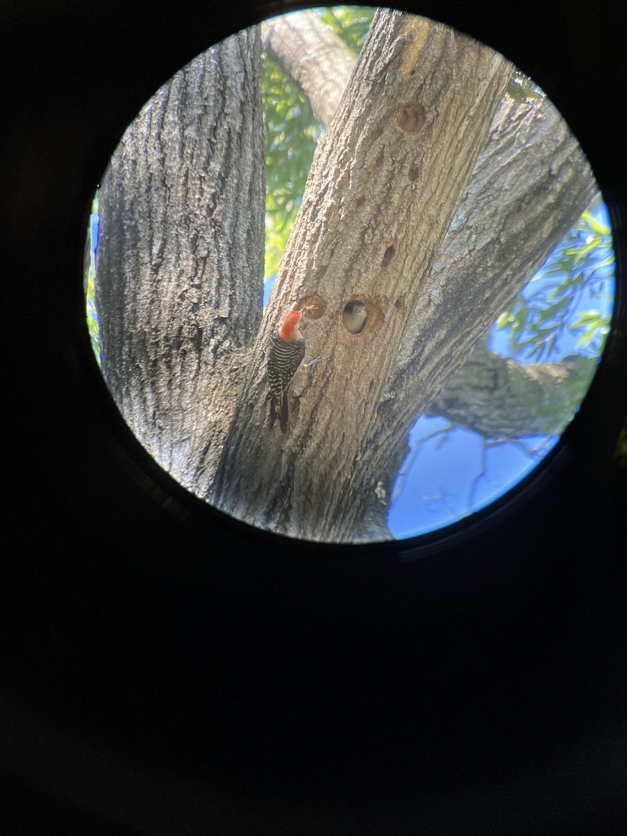 Red-bellied Woodpecker - ML641140442