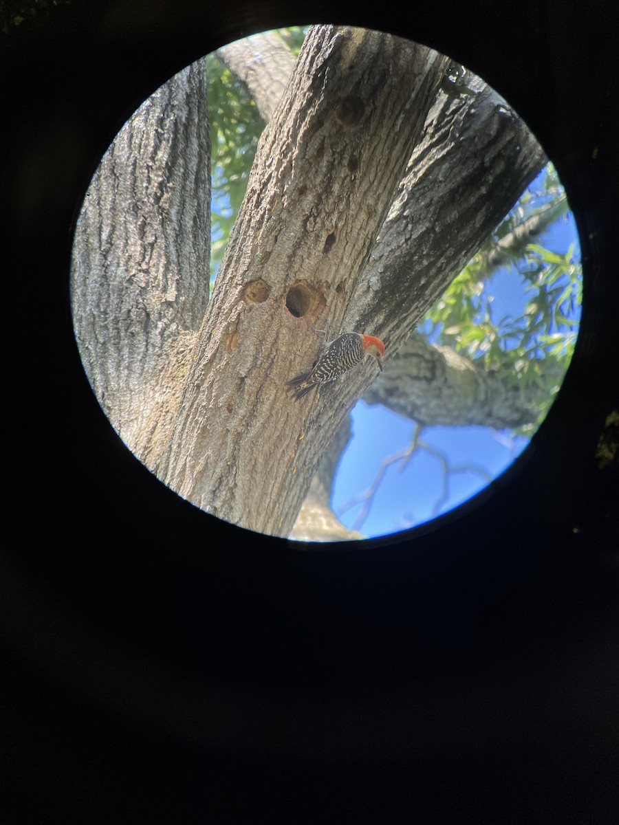 Red-bellied Woodpecker - ML641140443