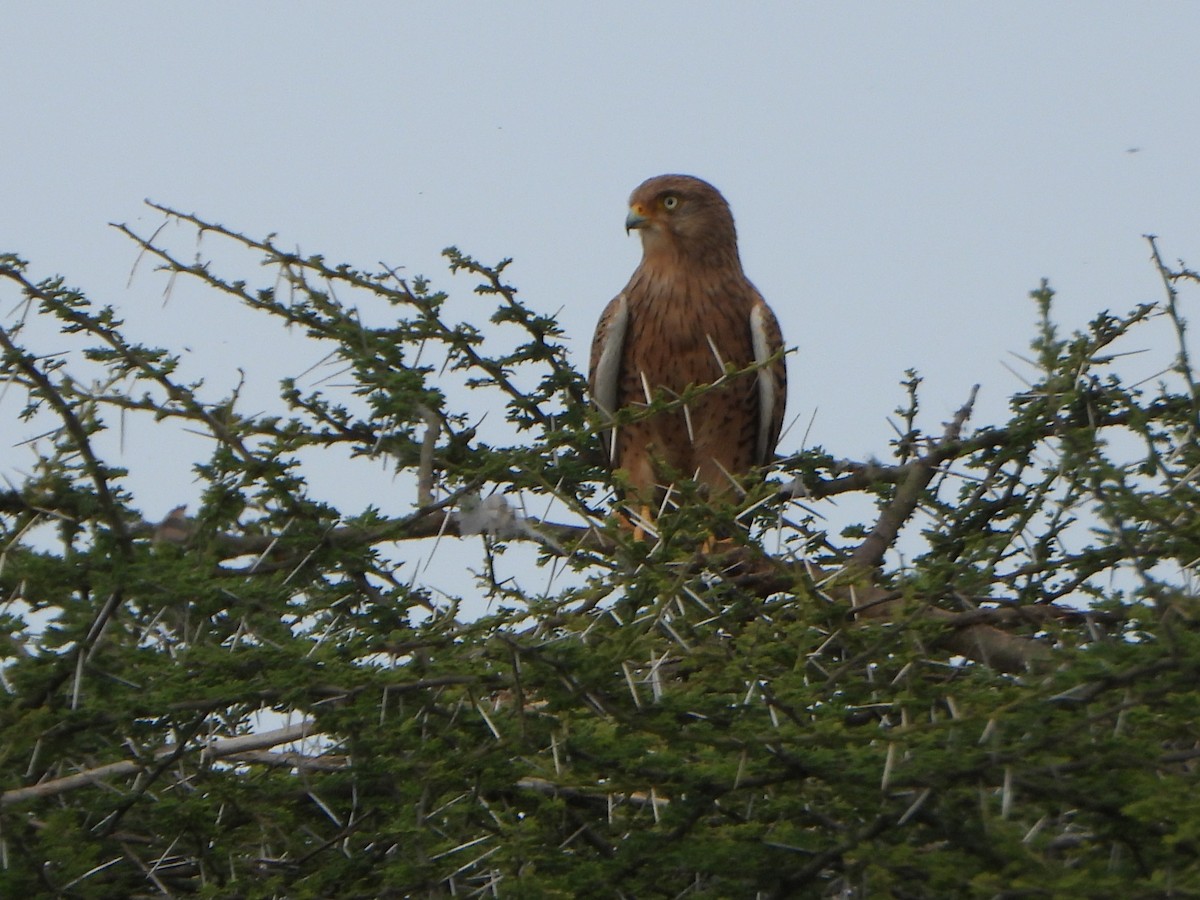 Greater Kestrel - ML641140454