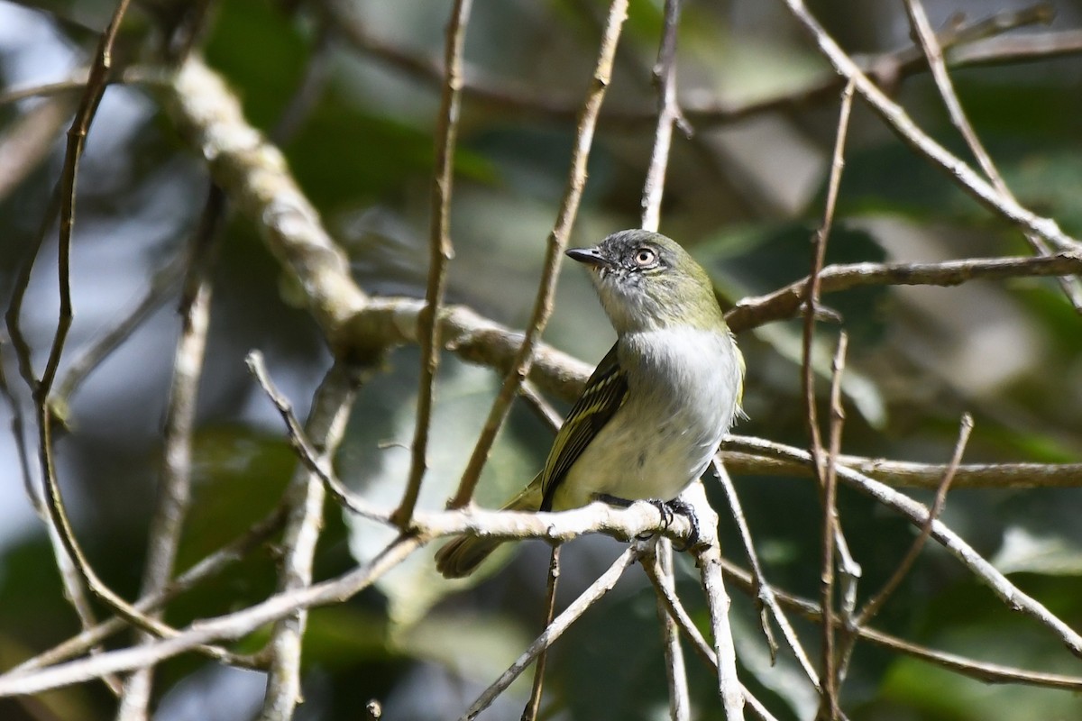 Gray-headed Elaenia - ML641140468