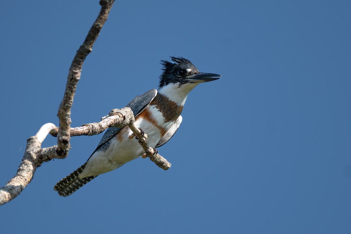 Belted Kingfisher - ML641140493