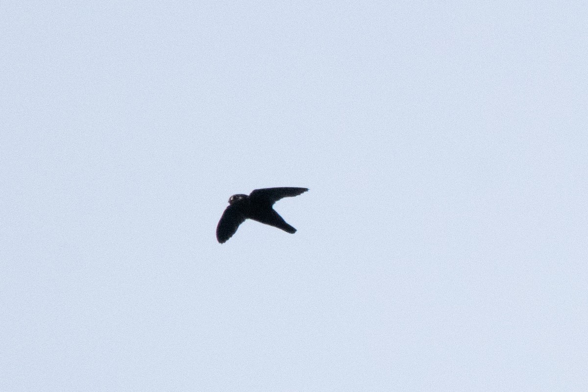 Spot-fronted Swift - ML641140494
