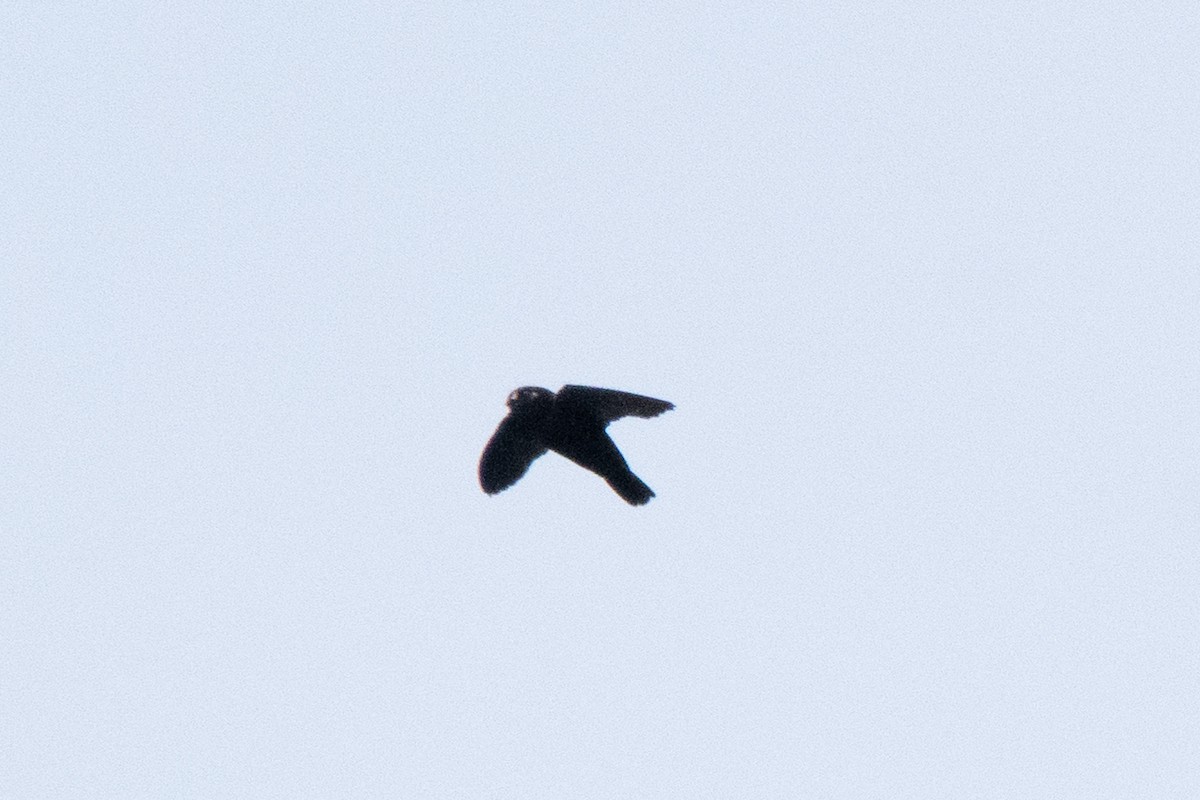 Spot-fronted Swift - ML641140495