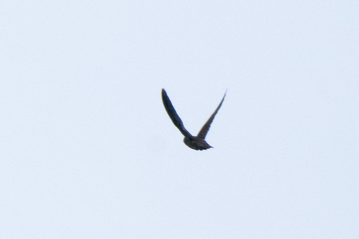 Spot-fronted Swift - ML641140496