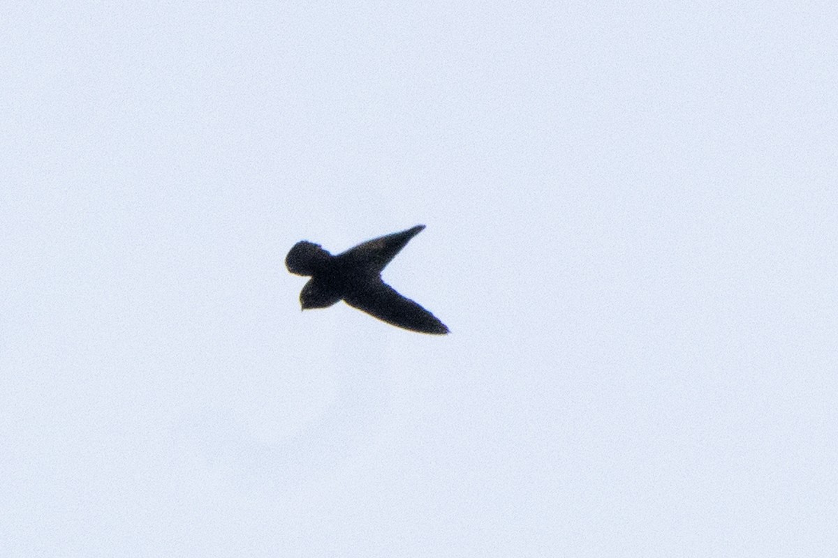 Spot-fronted Swift - ML641140497