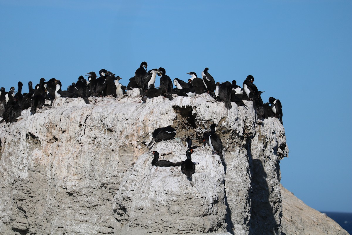 Imperial Cormorant - ML641140499
