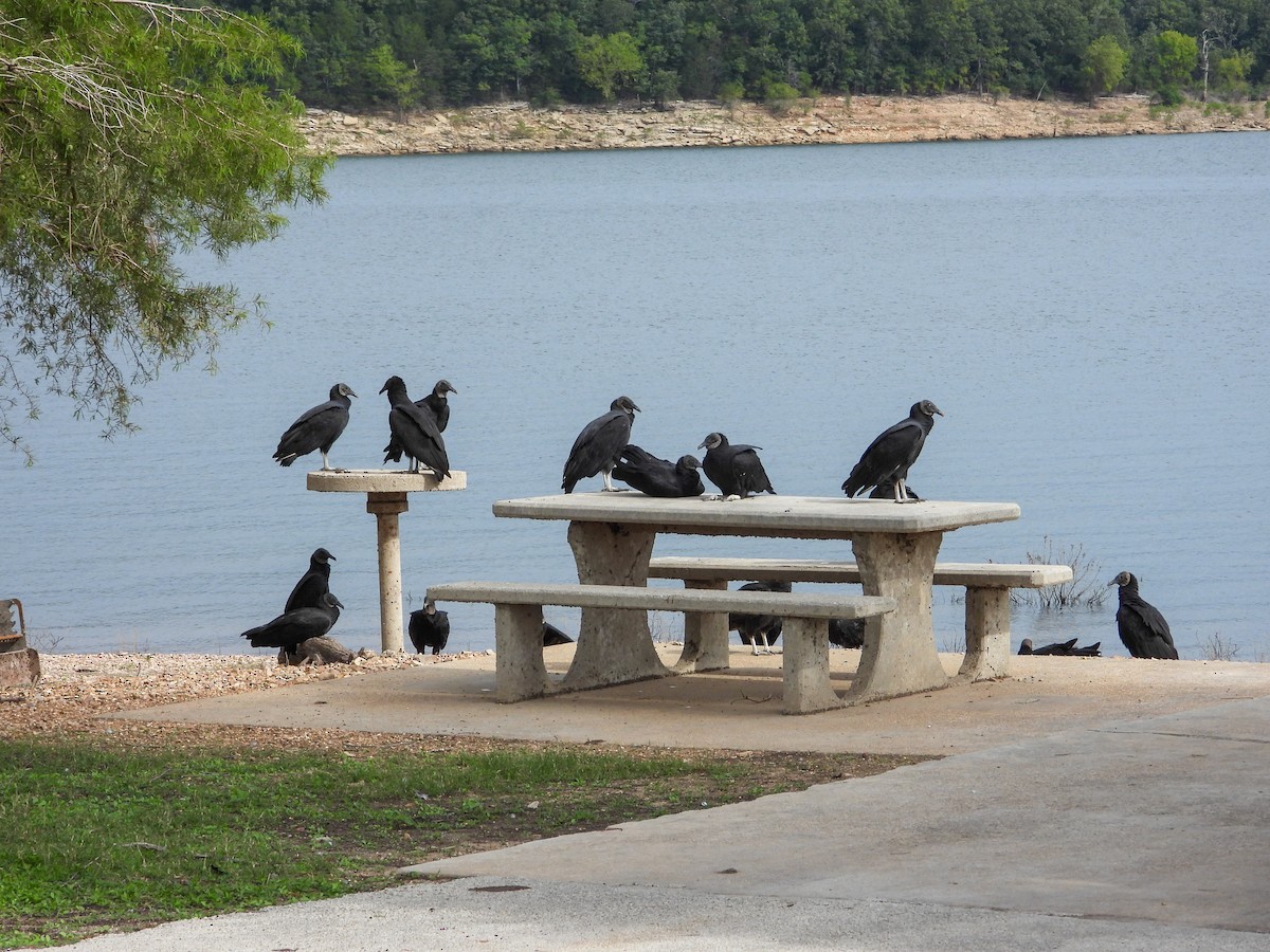 Black Vulture - ML641140522