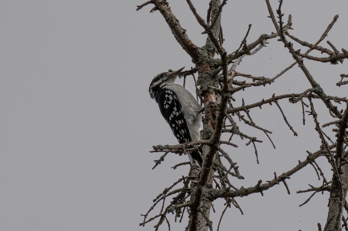 Hairy Woodpecker - ML641140526