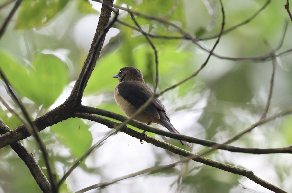 Black-goggled Tanager - ML641140533