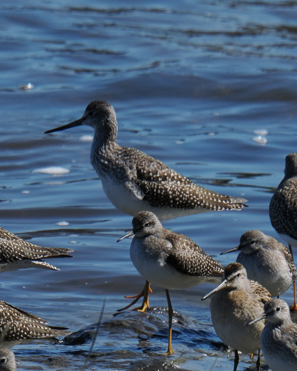 plystresnipe - ML641140554