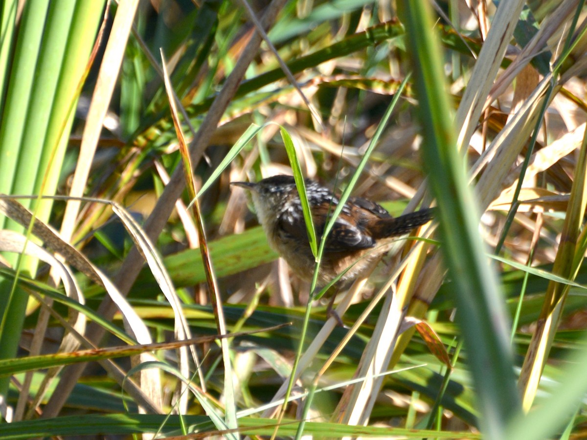 Marsh Wren - ML641140653
