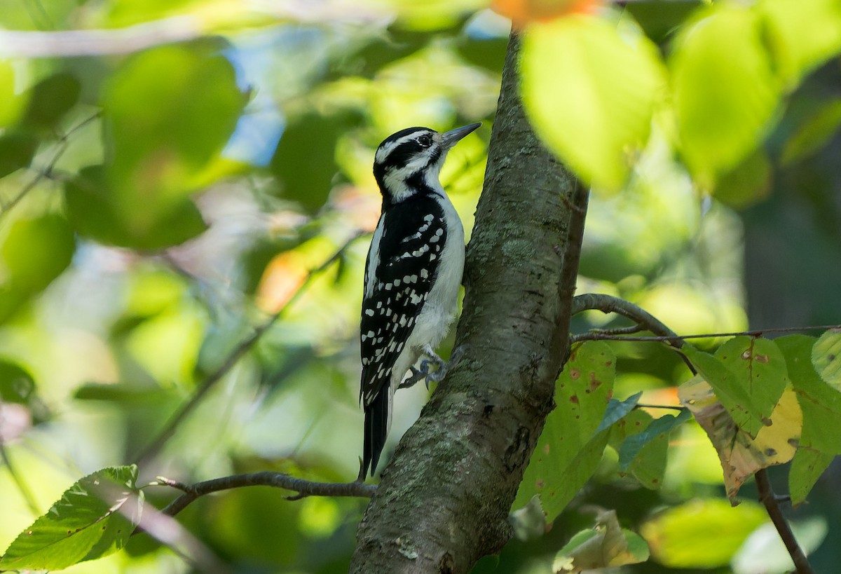 Hairy Woodpecker - ML641140686
