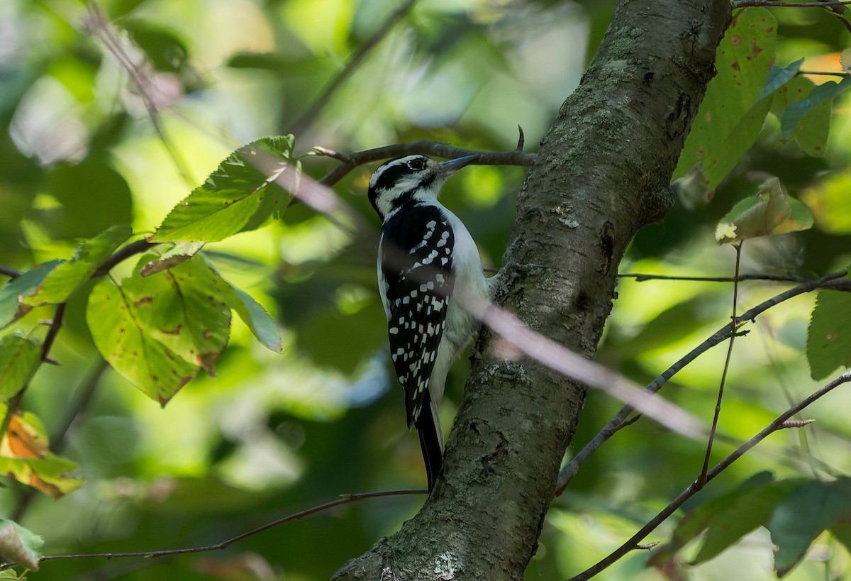 Hairy Woodpecker - ML641140687