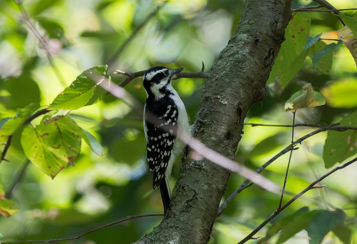 Hairy Woodpecker - ML641140689