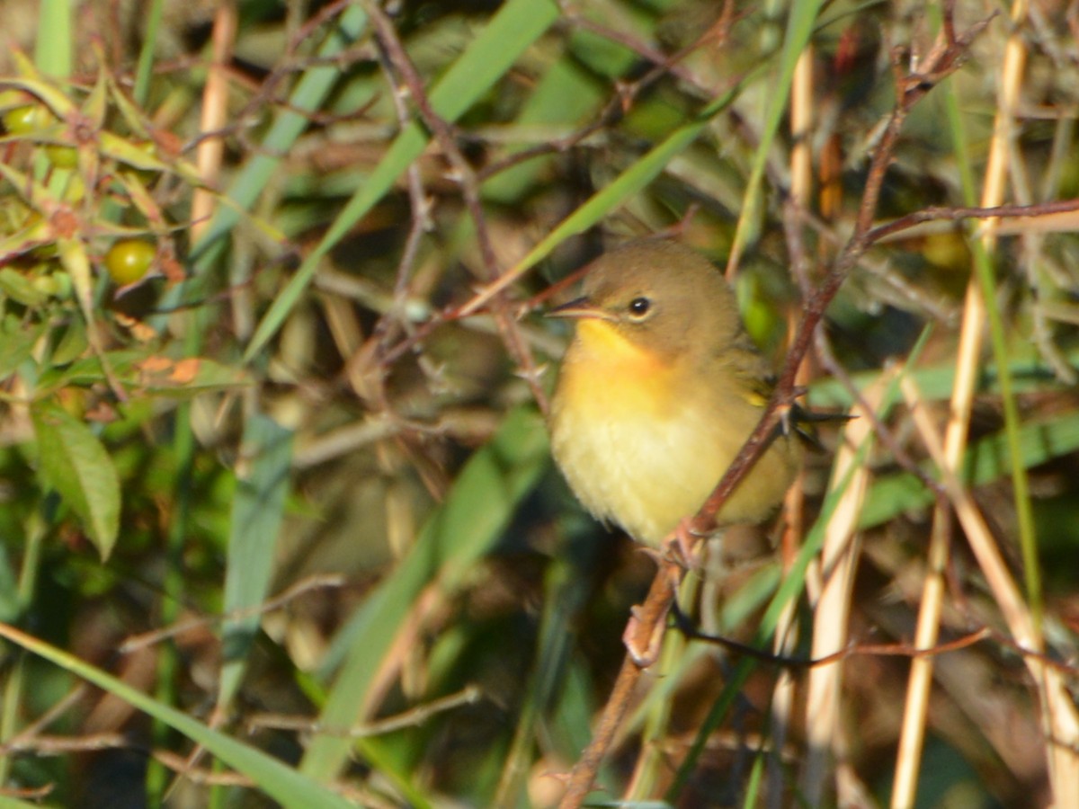 Common Yellowthroat - ML641140690