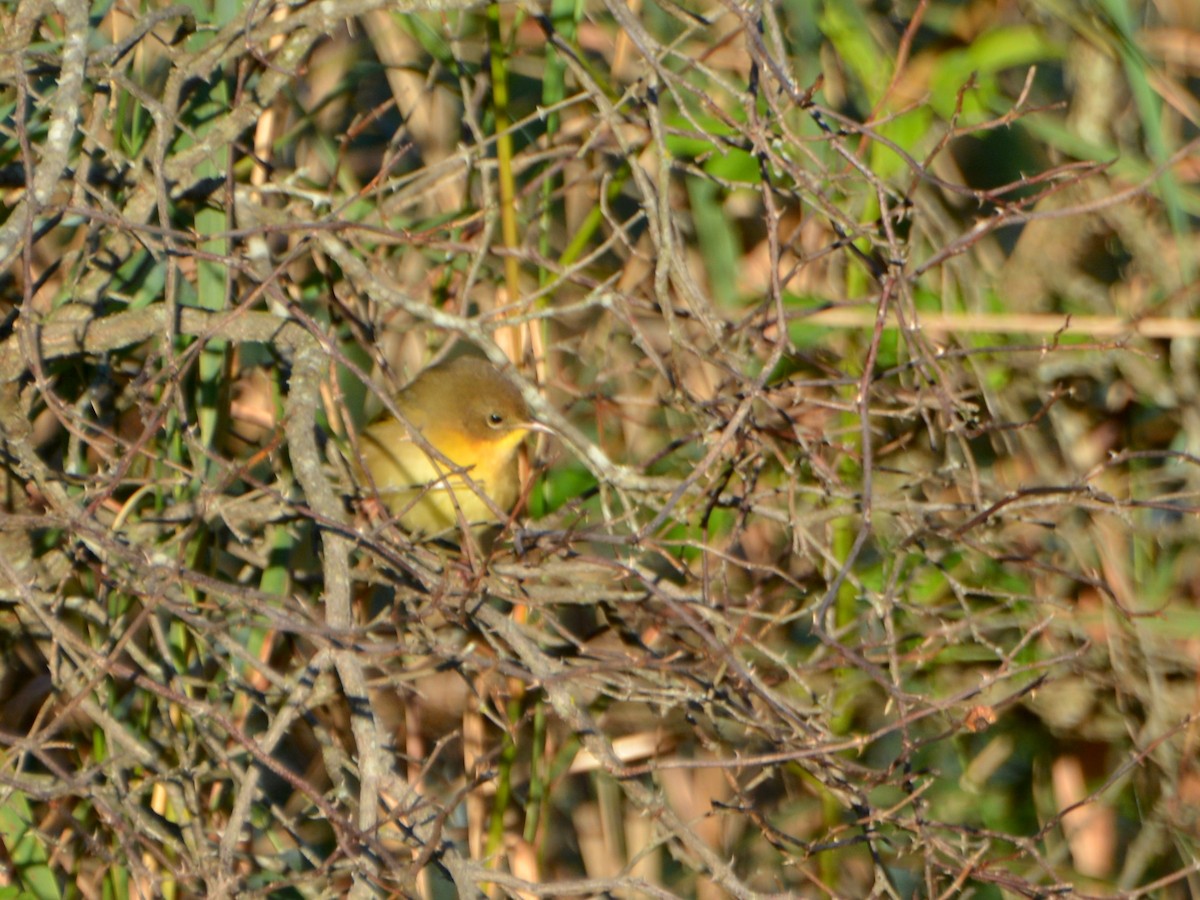 Common Yellowthroat - ML641140691
